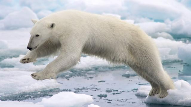 New Warming Fabric Imitates Polar Bear Fur to Capture Sunlight
