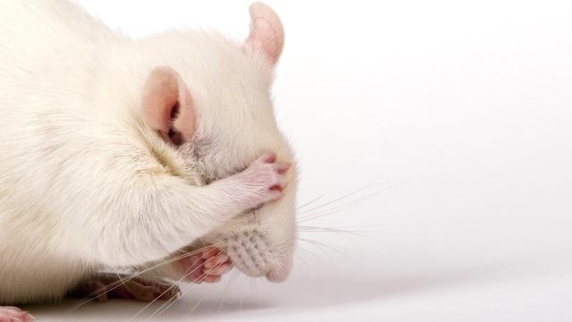Drunk Mice Avoided Hangovers Thanks to a Probiotic