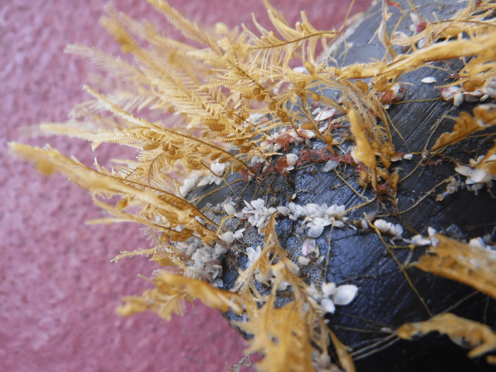 Coastal podded hydroid Aglaophenia pluma and open-ocean gooseneck barnacles Lepas living on floating plastic collected in the North Pacific Subtropical Gyre. (Photo: The Ocean Cleanup, in coordination with Smithsonian Institution, Fair Use)