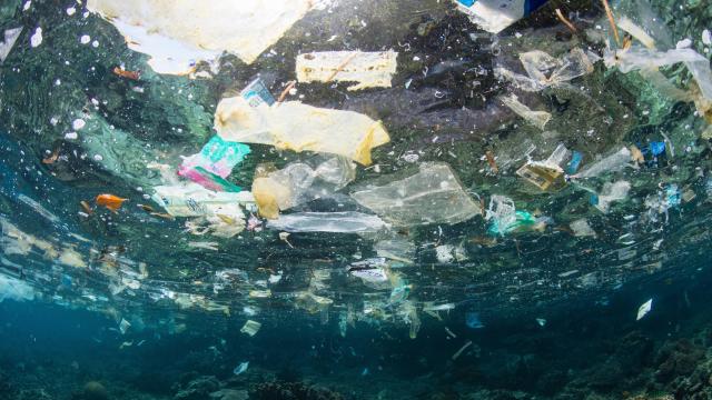 Life Is Finding a Way on the Great Pacific Garbage Patch