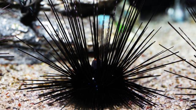 Sea Urchin Murder Mystery Solved