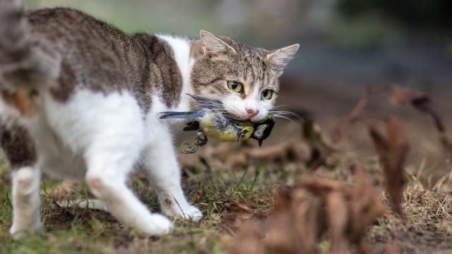 New Zealand Children Will No Longer Compete to Kill Feral Cats