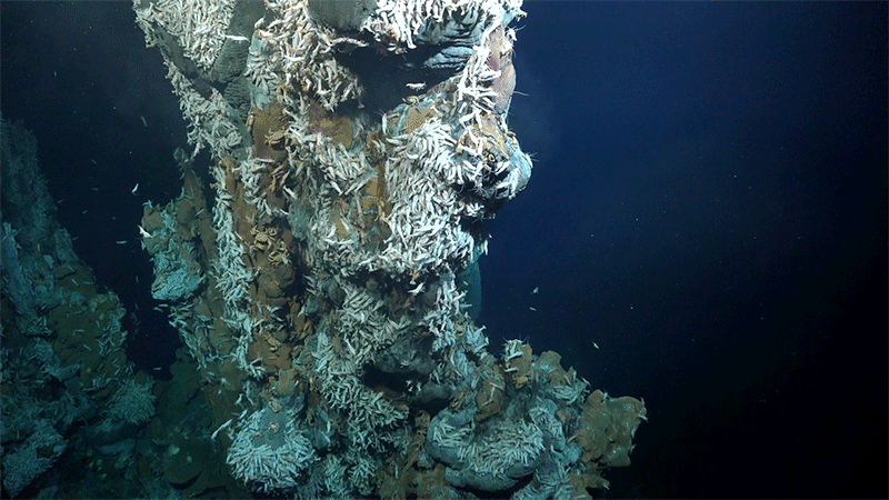 A closeup of shrimp swarming around the chimney. (Gif: Gizmodo / Schmidt Ocean Institute)