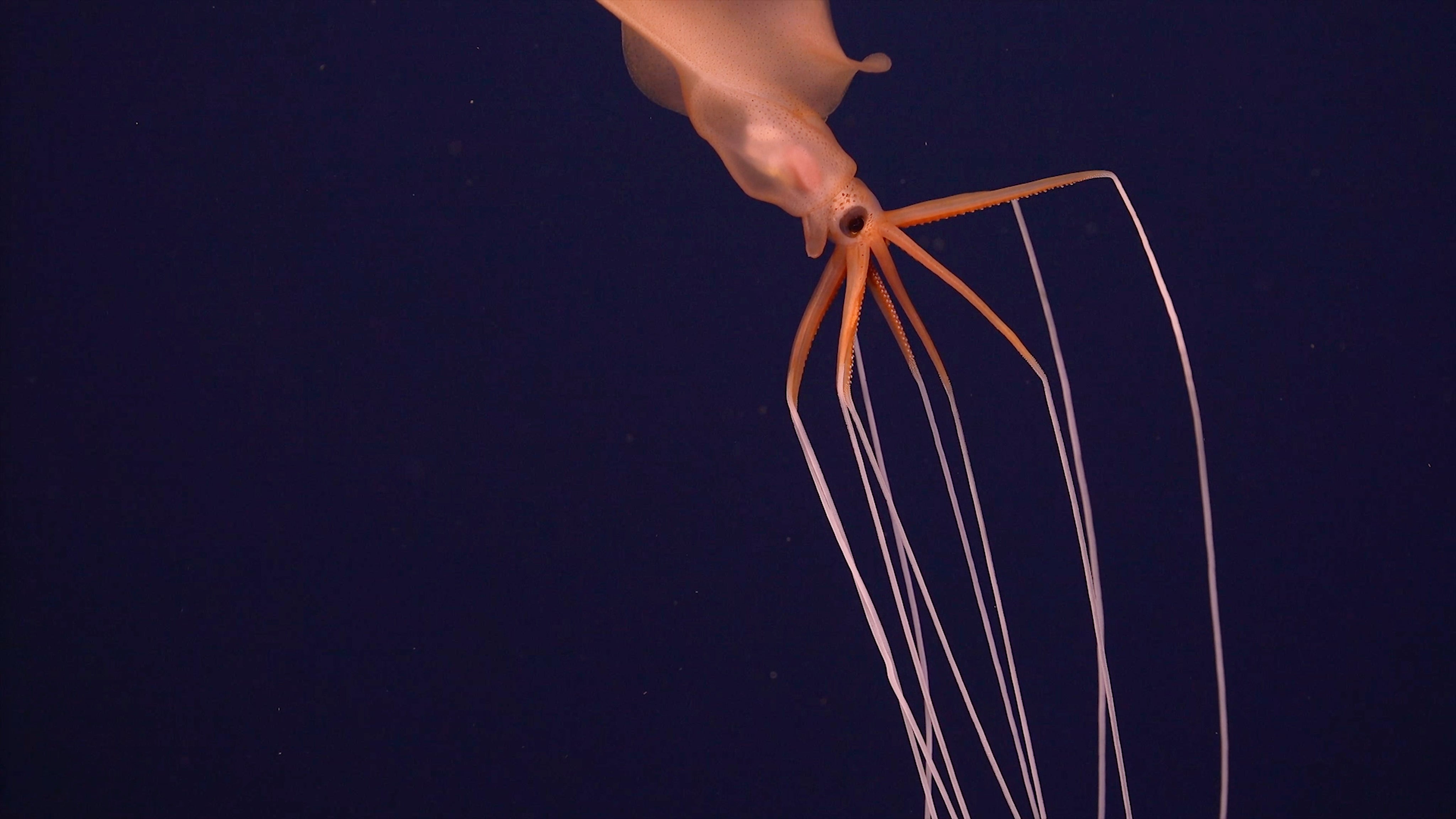 A closeup of the squid. There have been fewer than two dozen sightings of these squid, according to NOAA, and their tentacles can be several feet long.  (Photo: ROV SuBastian / Schmidt Ocean Institute)