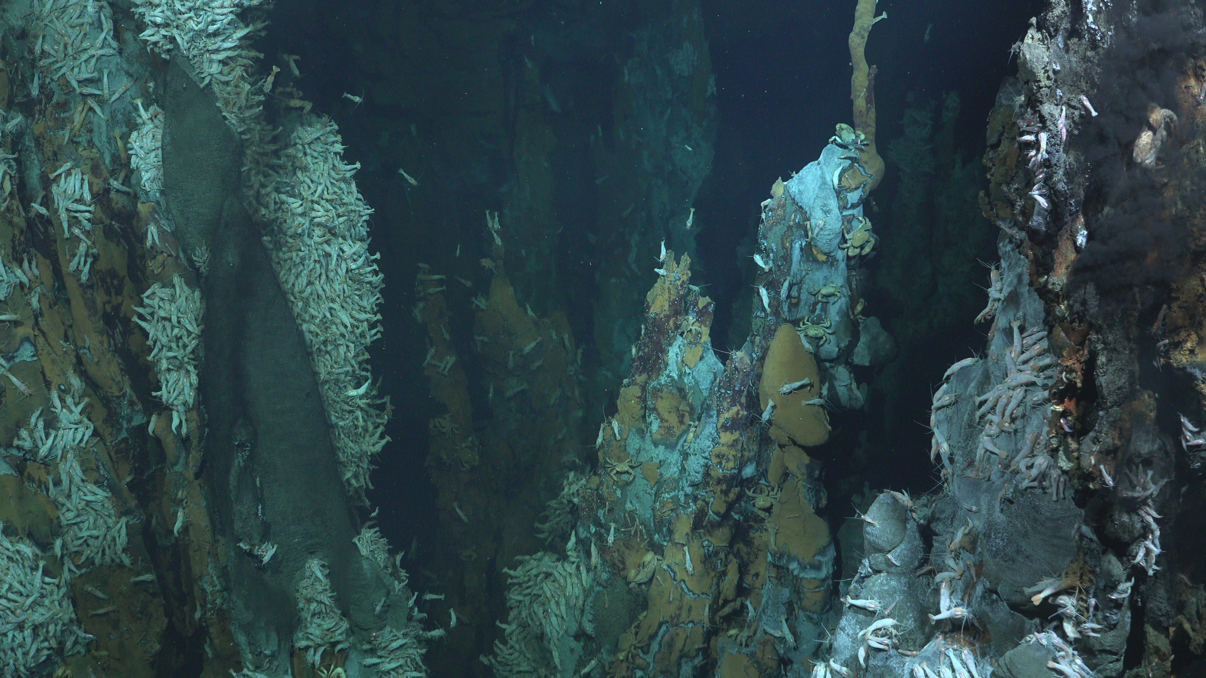 Water is expelled at the vents through large stacks called chimneys; the tallest of these chimneys the researchers observed was more than 65 feet (20 meters) high. (Photo: ROV SuBastian / Schmidt Ocean Institute)