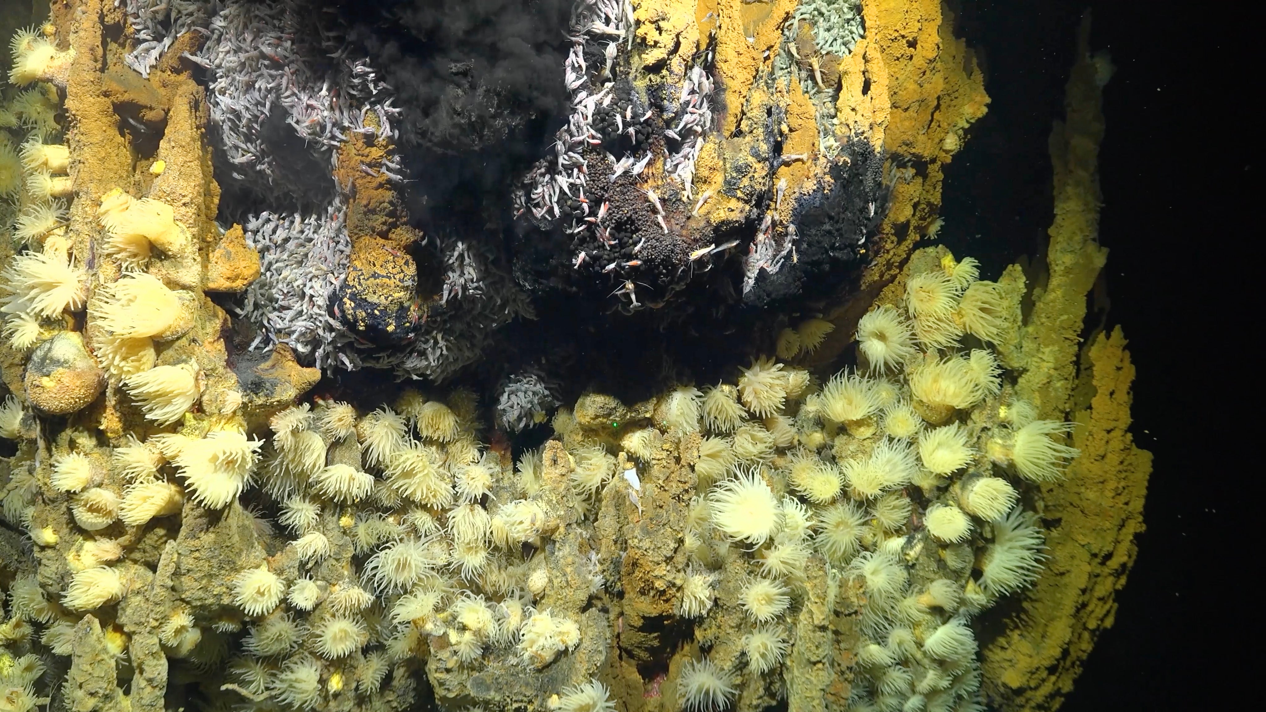 A closeup of the vent. Many of the animals that live around these vents, like tube worms and mussels, feed on the nutrients and bacteria coming from the mineral-rich water.  (Photo: ROV SuBastian / Schmidt Ocean Institute)