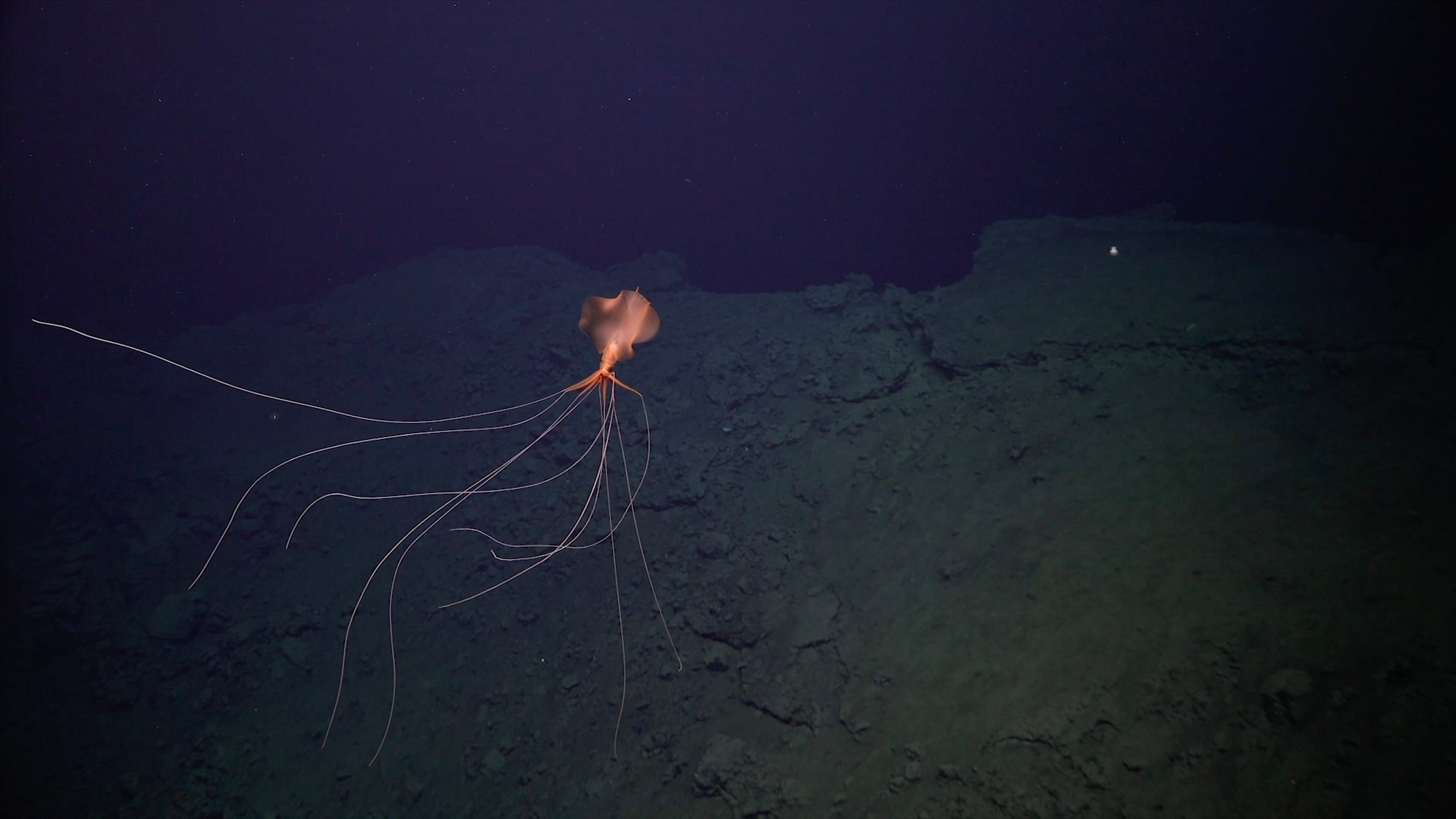 At depths like these, there are some strange creatures. The research team spotted a Magnapinna squid, otherwise known as a bigfin squid, at around 6,560 feet (2,000 meters) deep.  (Photo: ROV SuBastian / Schmidt Ocean Institute)