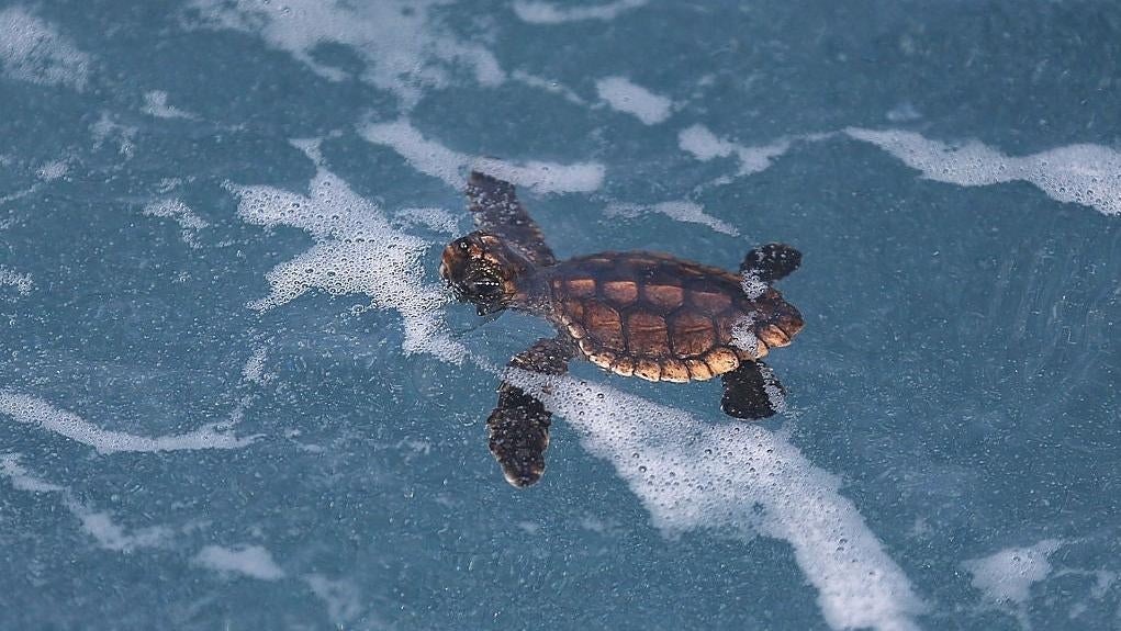 A Loggerhead hatchling swims in the water on July 27, 2015 in Boca Raton, Florida.  (Photo: Joe Raedle, Getty Images)