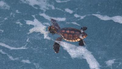 Sea Level Rise Will Wash Away Sea Turtle Breeding Grounds