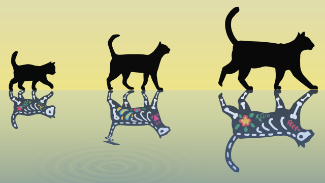 Physicists Create the Fattest Schrödinger’s Cat Ever
