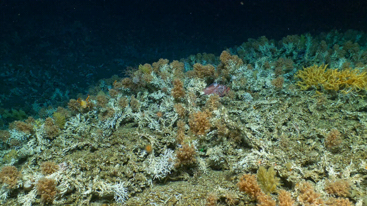 View from HOV Alvin during transit across a section of the newly discovered deep-water coral reef. (Gif: Video courtesy of L. Robinson (U. Bristol), D. Fornari (WHOI), M. Taylor (U. Essex), D. Wanless (Boise State U.) NSF/NERC/HOV Alvin, 2023 ©Woods Hole Oceanographic Institution)