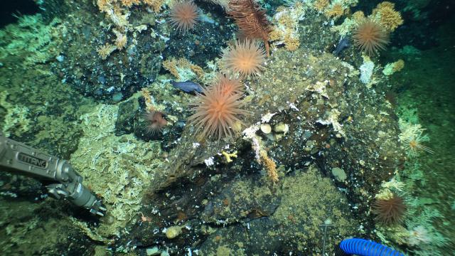 See a Newly Discovered ‘Pristine’ Deep-Sea Coral Reef in the Galápagos