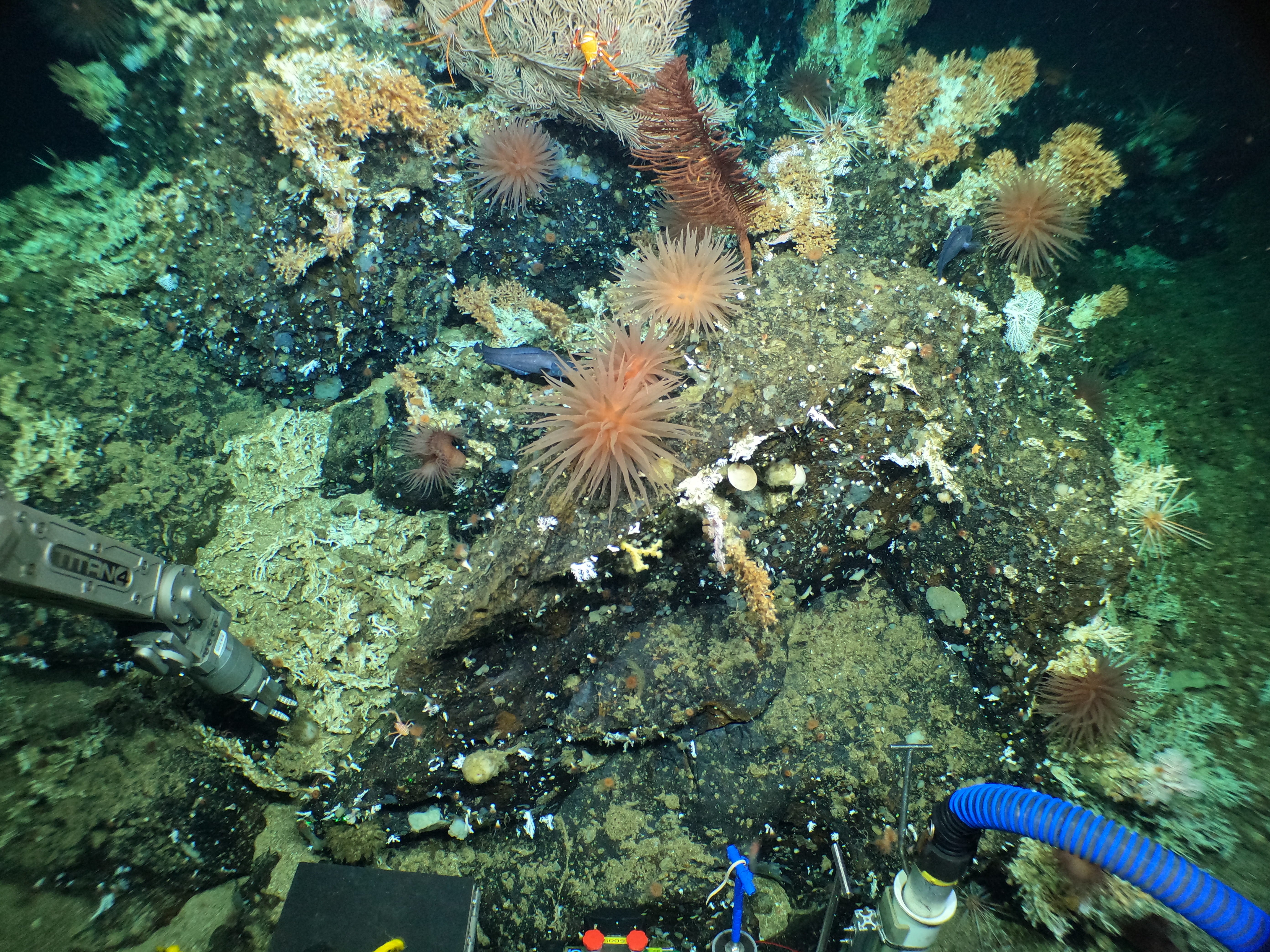 Anemone on rock with some Madrepora coral. (Photo: Image courtesy of L. Robinson (U. Bristol), D. Fornari (WHOI), M. Taylor (U. Essex), D. Wanless (Boise State U.) NSF/NERC/HOV Alvin/WHOI MISO Facility, 2023 ©Woods Hole Oceanographic Institution)