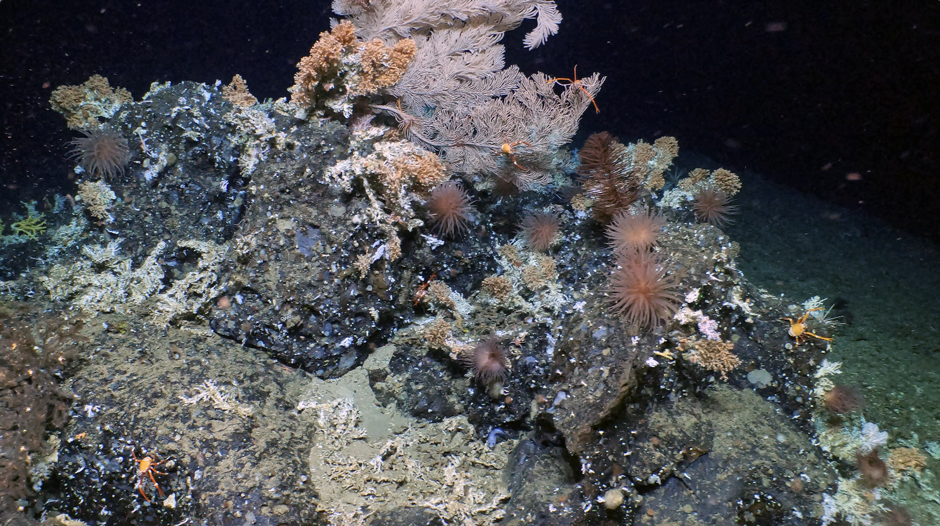 Rocky outcrop at the crest of a ridge, populated by cold water corals, squat lobsters, anemones, basket stars and deep-sea fish. (Photo: Rocky outcrop at the crest of a ridge, populated by cold water corals, squat lobsters, anemones, basket stars and deep-sea fish.)
