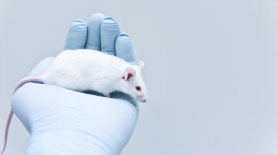 Experimental Gel Killed 100% of Brain tumours in Mice
