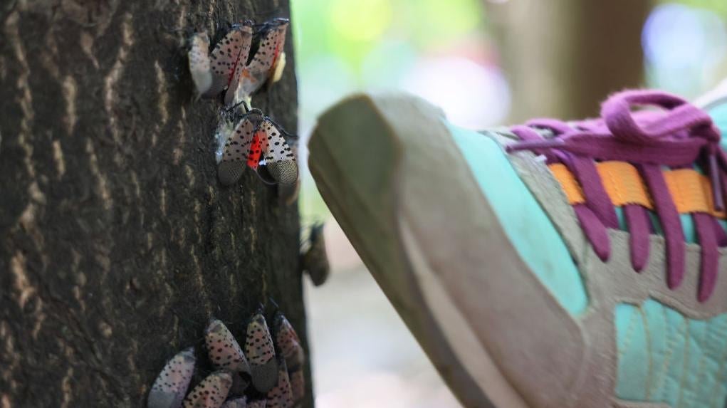 A student with the after-school outdoor education class Nature Nerds kills spotted lanternflies at Inwood Hill Park on September 26, 2022 in New York City.  (Photo: Michael M. Santiago, Getty Images)
