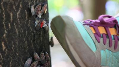 Invasive Spotted Lanternflies Are Hatching Soon. Kill Them. Kill Them All.