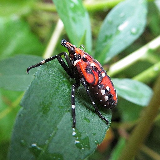 A spotted lanternfly nymph, during the late stages.  (Photo: Cbaile19, CC0, via Wikimedia Commons, Fair Use)