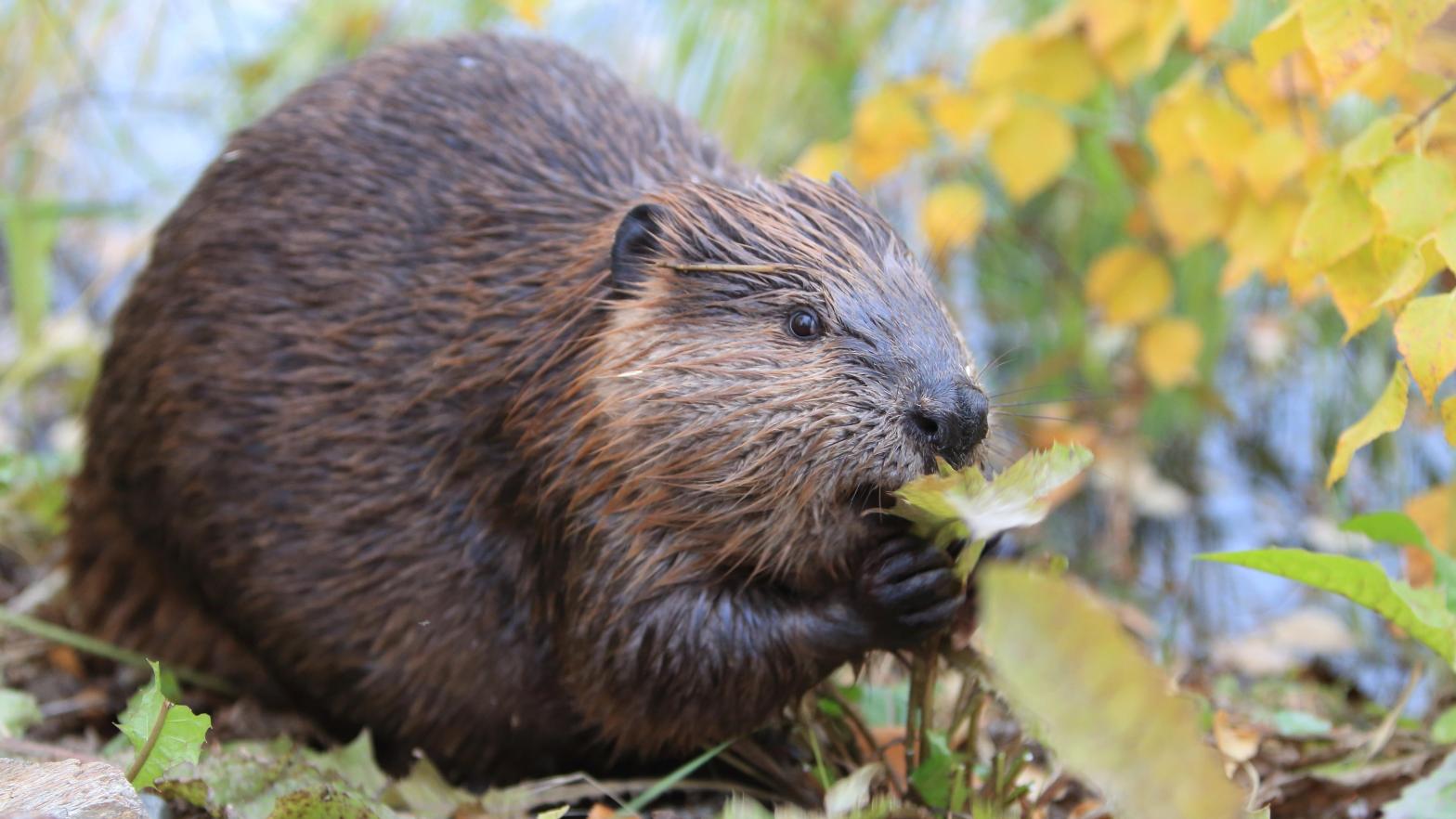 The North American beaver (Castor canadensis) is one of the many, many mammals included in the Zoonomia project. (Image: Frank Fichtmueller, Shutterstock)