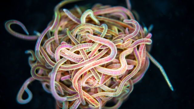 Researchers Just Used Knots of Worms to Understand the Science of Tangles