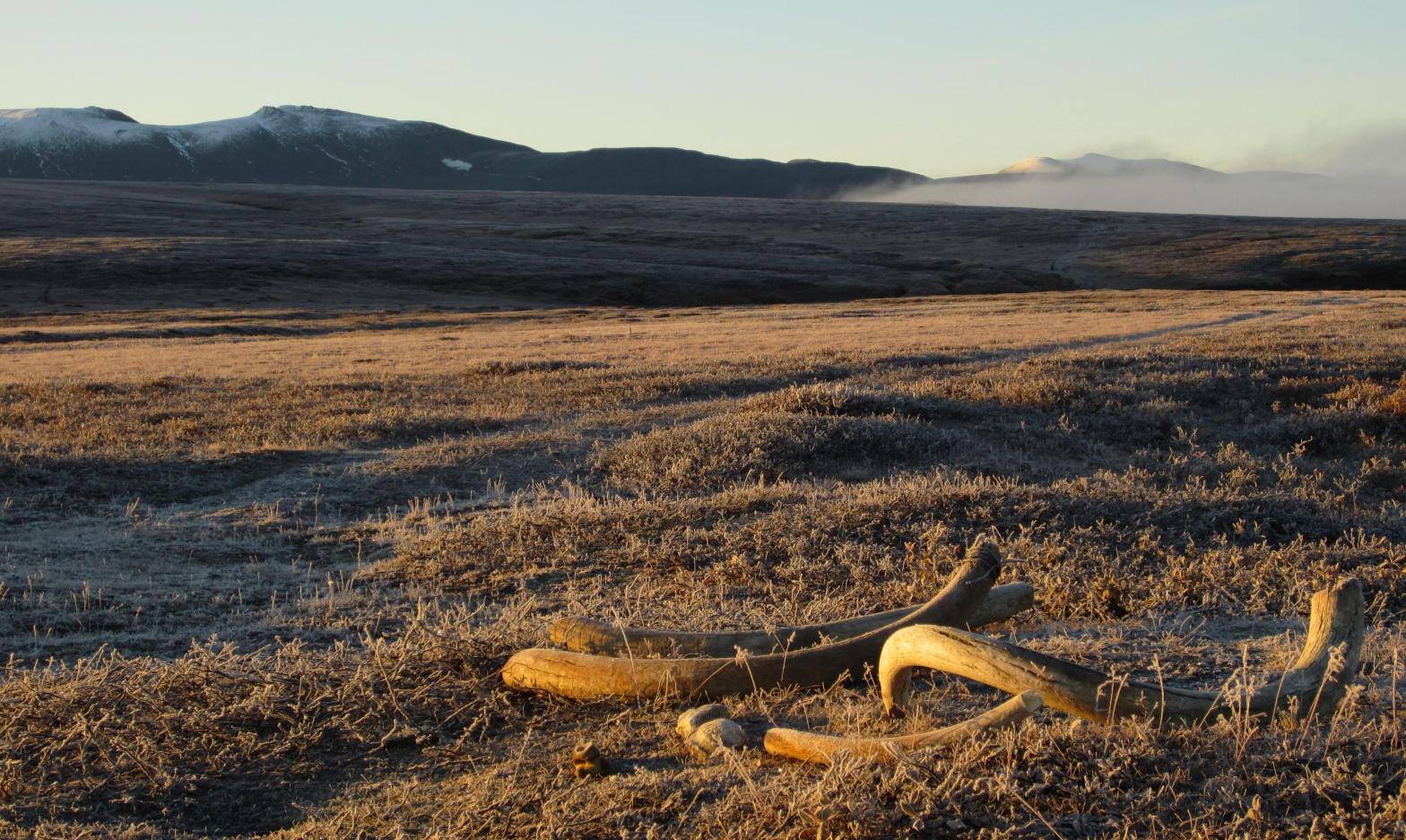 Mammoth tusks on Wrangel Island, off the northern coast of Siberia. (Photo: Daniel Fisher, University of Michigan.)