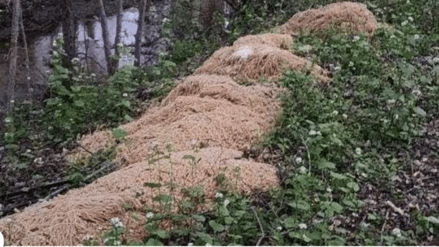 ‘Mission Impastable:’ New Jersey Town Finds 227 kg of Pasta Dumped in the Woods