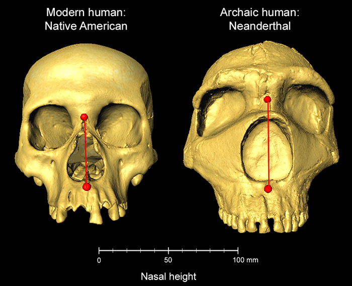 ‘Tall Nose’ Gene in Humans Was Inherited From Neanderthals