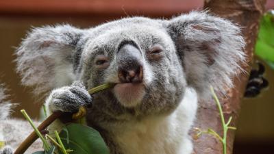 Wild Koalas Are Being Vaccinated Against Chlamydia