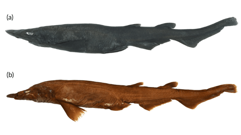 A view of an adult female Aspiritus ovicorrugatus with a length of about 1.5 feet (0.46 meters). The top image is a fresh sample, while the bottom is a preserved sample.  (Image: White et al. (2023), Journal of Fish Biology, CC BY-NC-ND 4.0)
