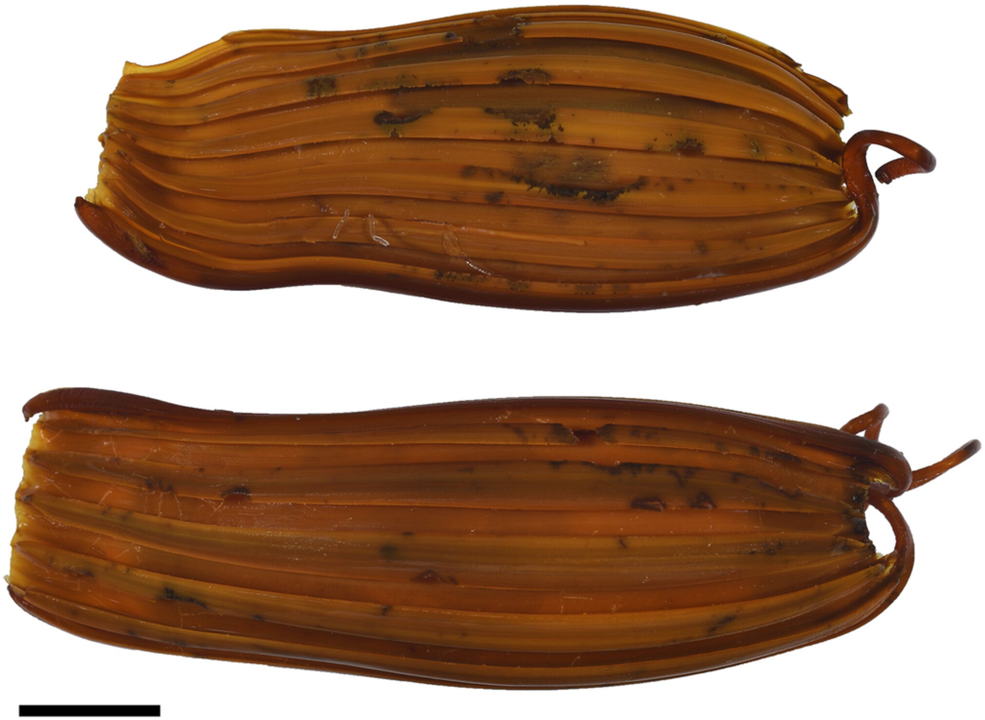 The ridged egg cases that were matched to Apristurus ovicorrugatus. The black scale bar represents 0.4 inches (10 mm) (Image: White et al. (2023), Journal of Fish Biology, CC BY-NC-ND 4.0)