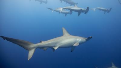 Hammerhead Sharks ‘Hold Their Breath’ When Deep Diving