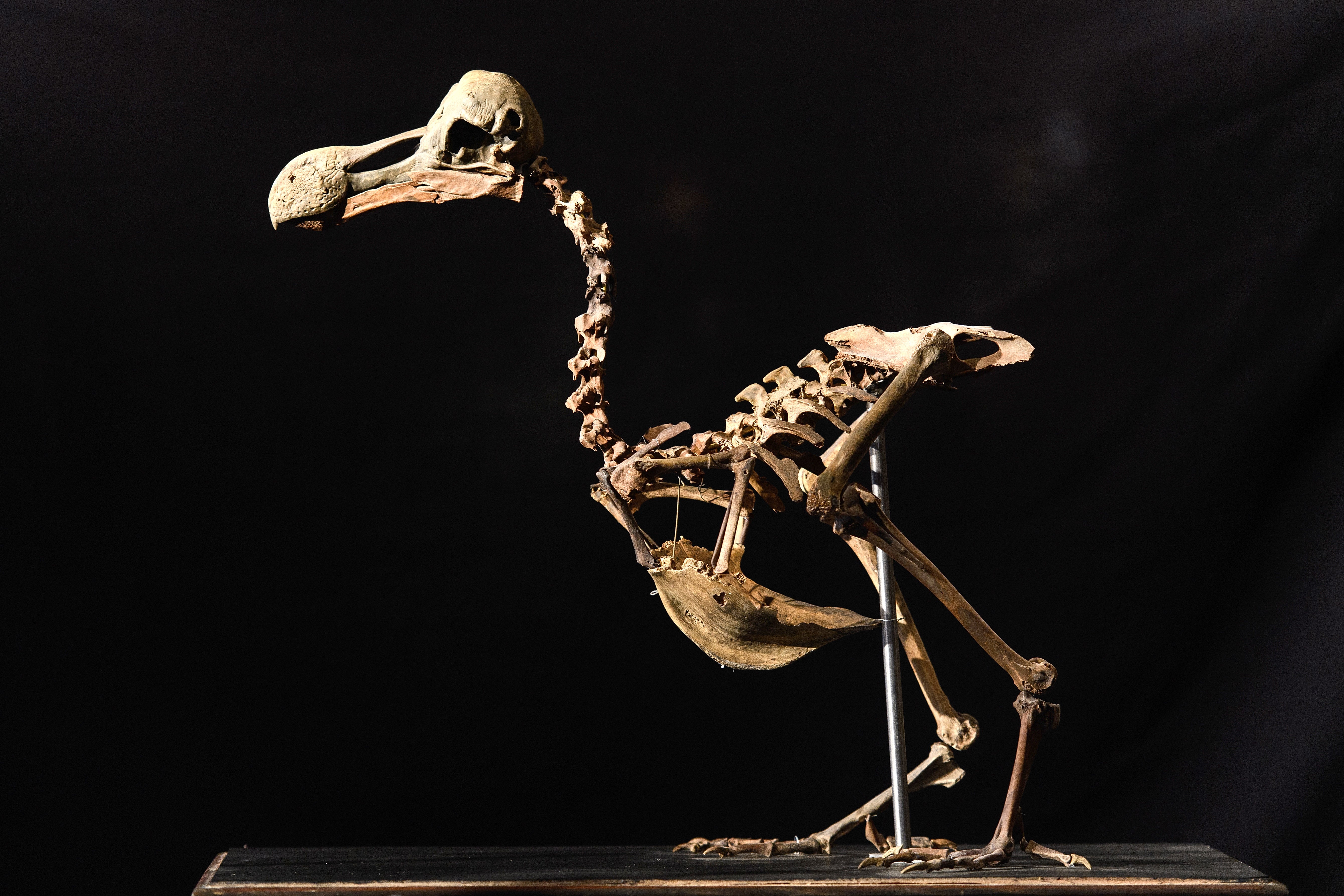 The skeleton of a dodo, one species targeted by de-extinction efforts. (Photo: Leon Neal, Getty Images)