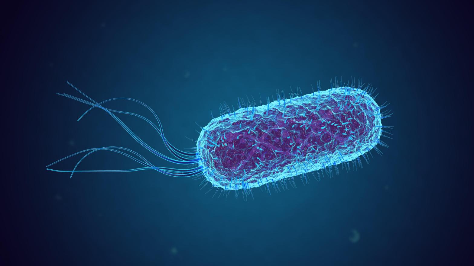 An illustration of E. coli bacteria. (Illustration: fusebulb, Shutterstock)