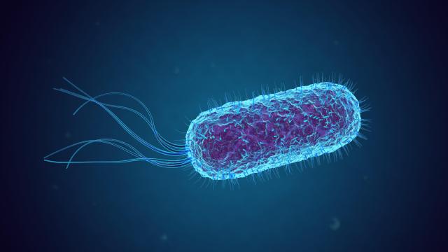 Scientists Have Created Cancer-Fighting E. Coli Bacteria