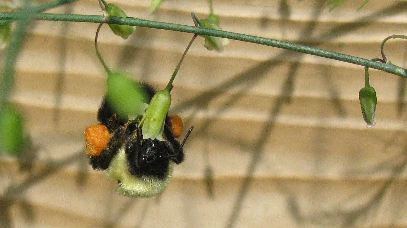 Bumblebees are champion weightlifters, and pollen foraging turns up the heat. Here a bumblebee's large pollen load is visible as it forages from an asparagus plant.  (Photo: Elsa Youngsteadt)