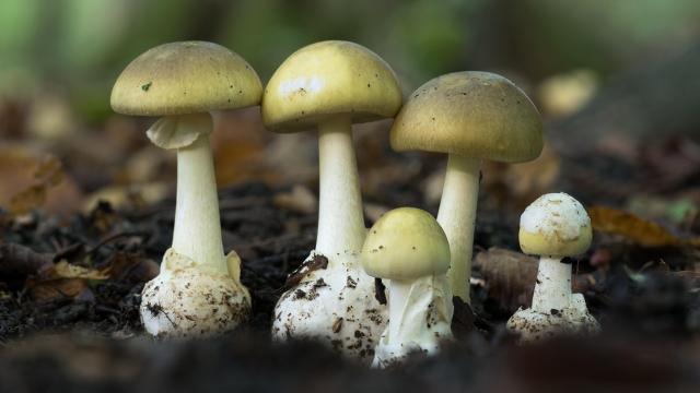 Suck It, Death Cap: Scientists Find Potential Antidote to World’s Deadliest Mushroom