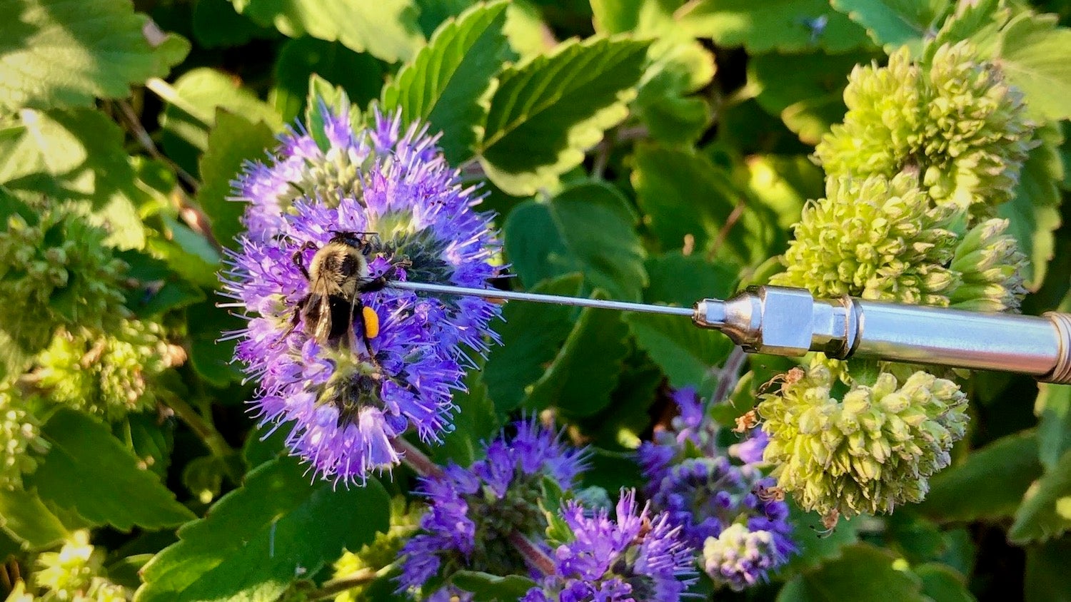 Bumblebees Are Working Even Harder Than We Thought
