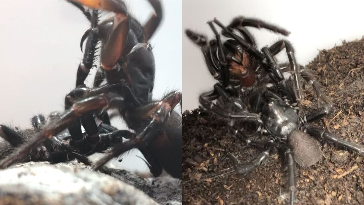 sydney funnel-web spiders mating
