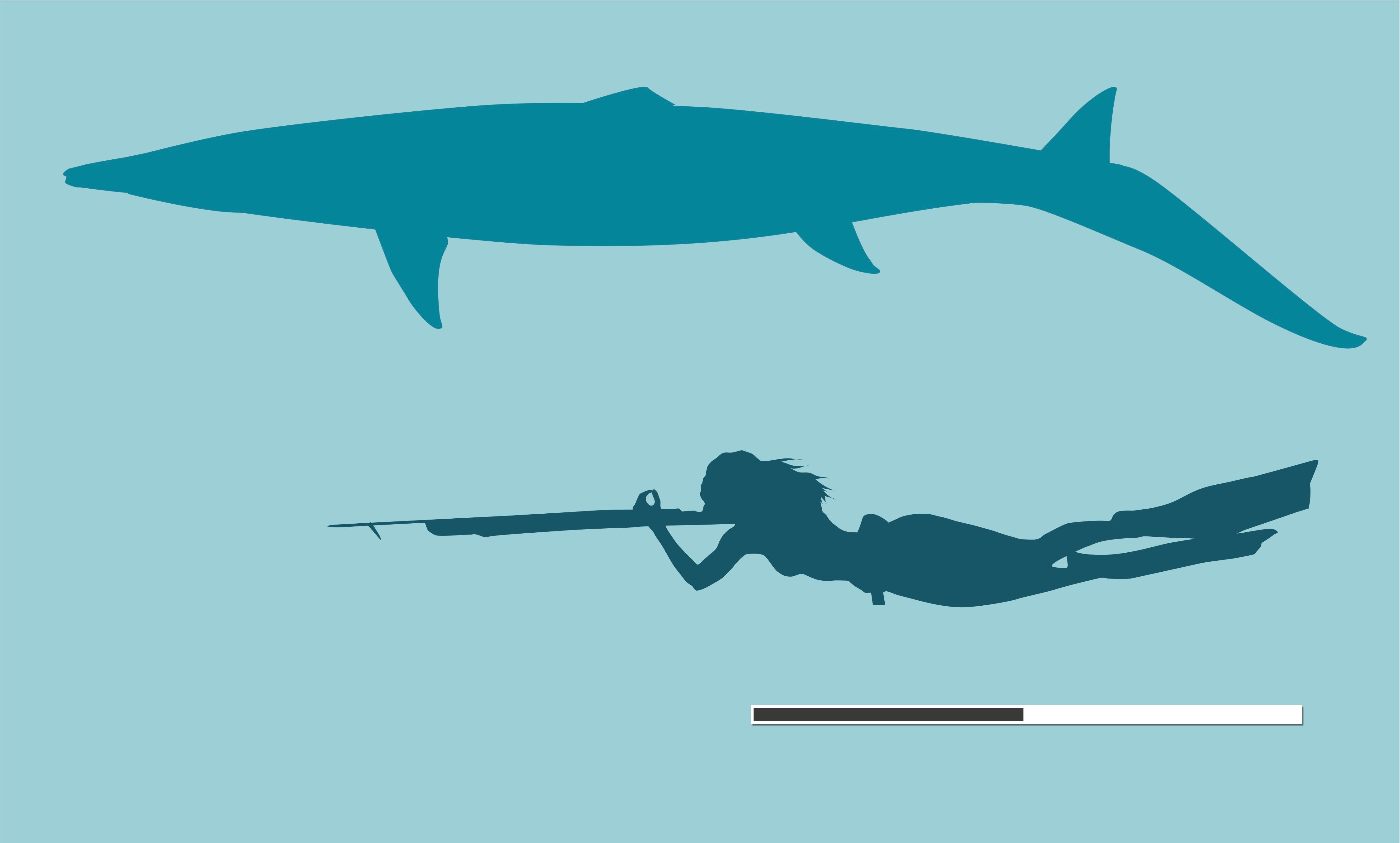 Though S. mysteriosus was small compared to some other mosasaur species, it would have still been large compared to a human being.  (Illustration: University of Bath / Longrich et al. (2023))