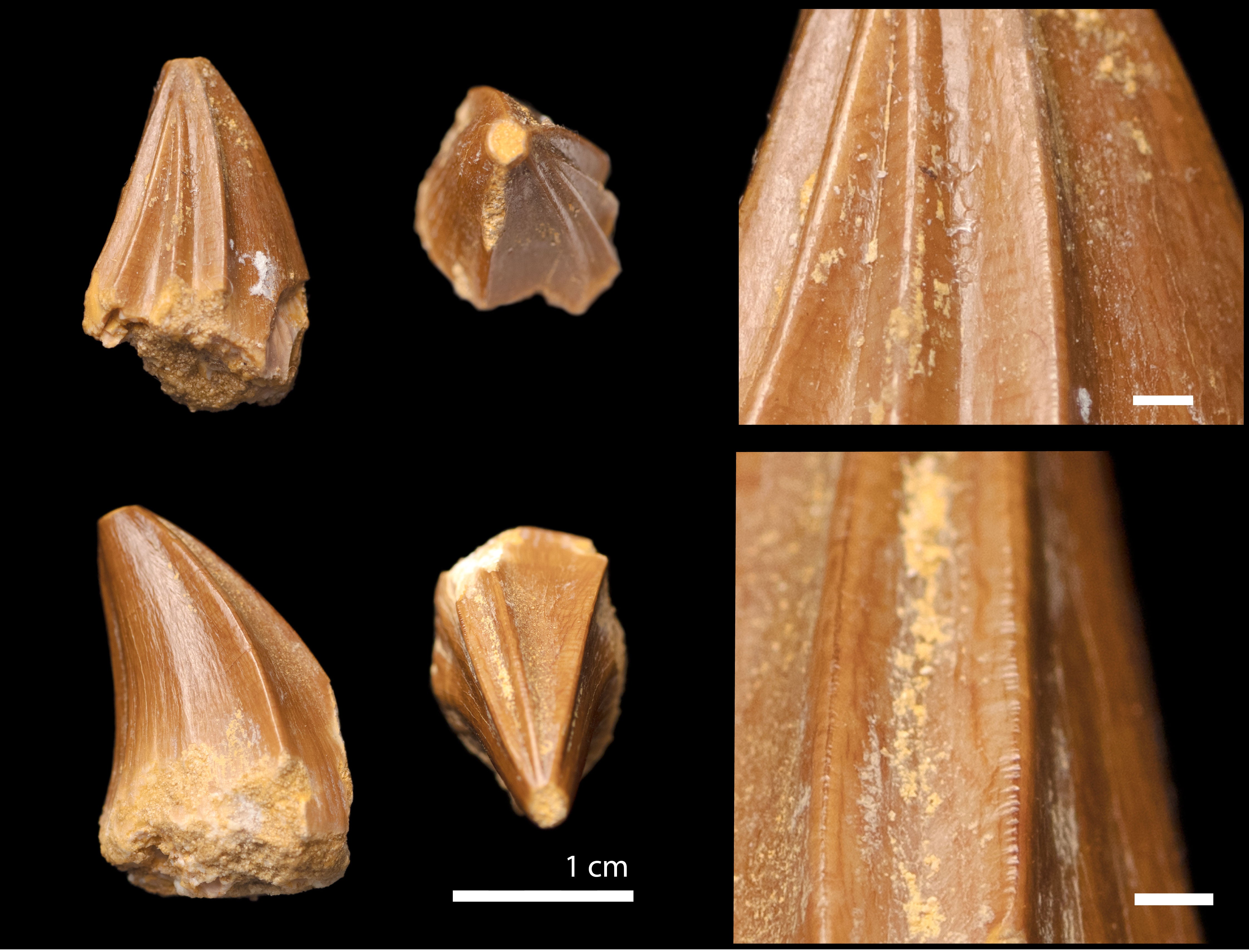 Stelladens mysteriosus had strange teeth with ridges similar to the tip of a Phillips-head screwdriver.  (Graphic: University of Bath / Longrich et al. (2023))