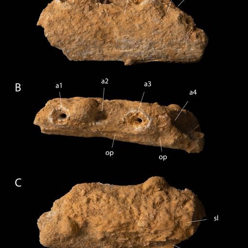 The fossilized jaw fragment of S. mysteriosus shows four holes where teeth would have been, and suggests the animal was about 5 meters in length. (Graphic: University of Bath / Longrich et al. (2023))