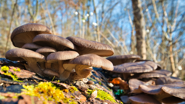 Mushroom-Based Products Could Bring an End to Plastics
