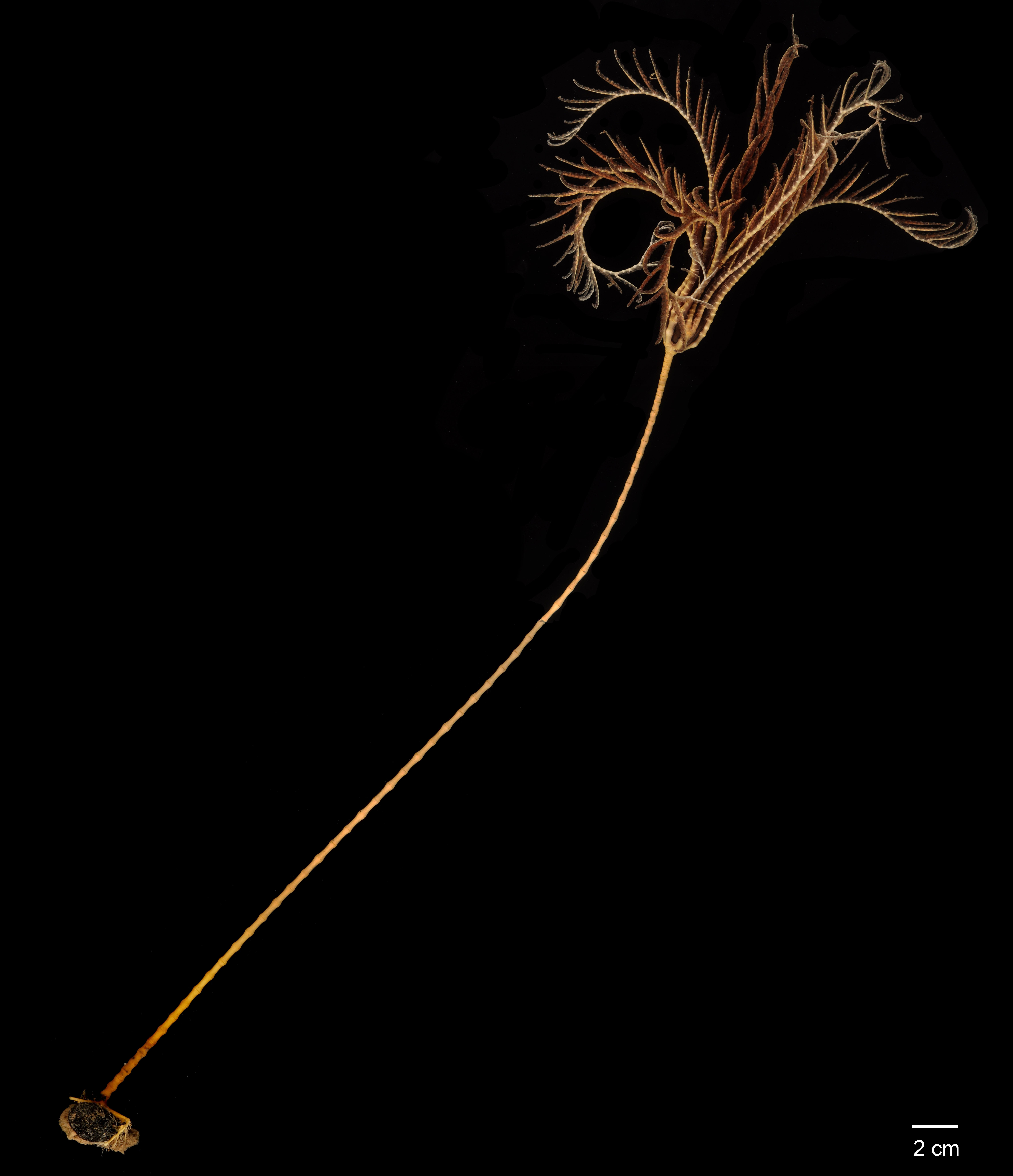 An unknown species of sea lily (Crinoidea sp.) (Photo: SMARTEX Project, Natural Environment Research Council, UK smartexccz.org)