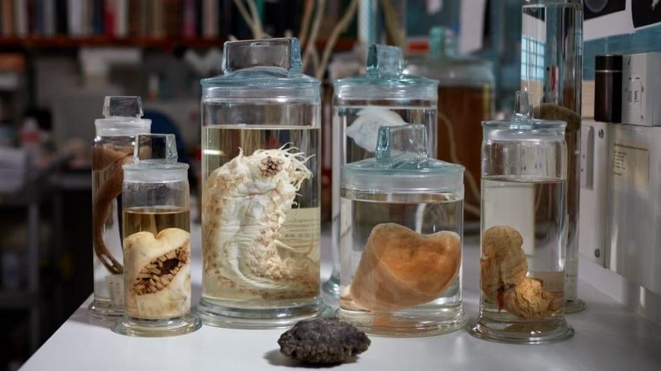 A collection of preserved deep-sea specimen from the Clarion-Clipperton Zone sit behind a polymetallic node.  (Photo: Trustees of the Natural History Museum London)