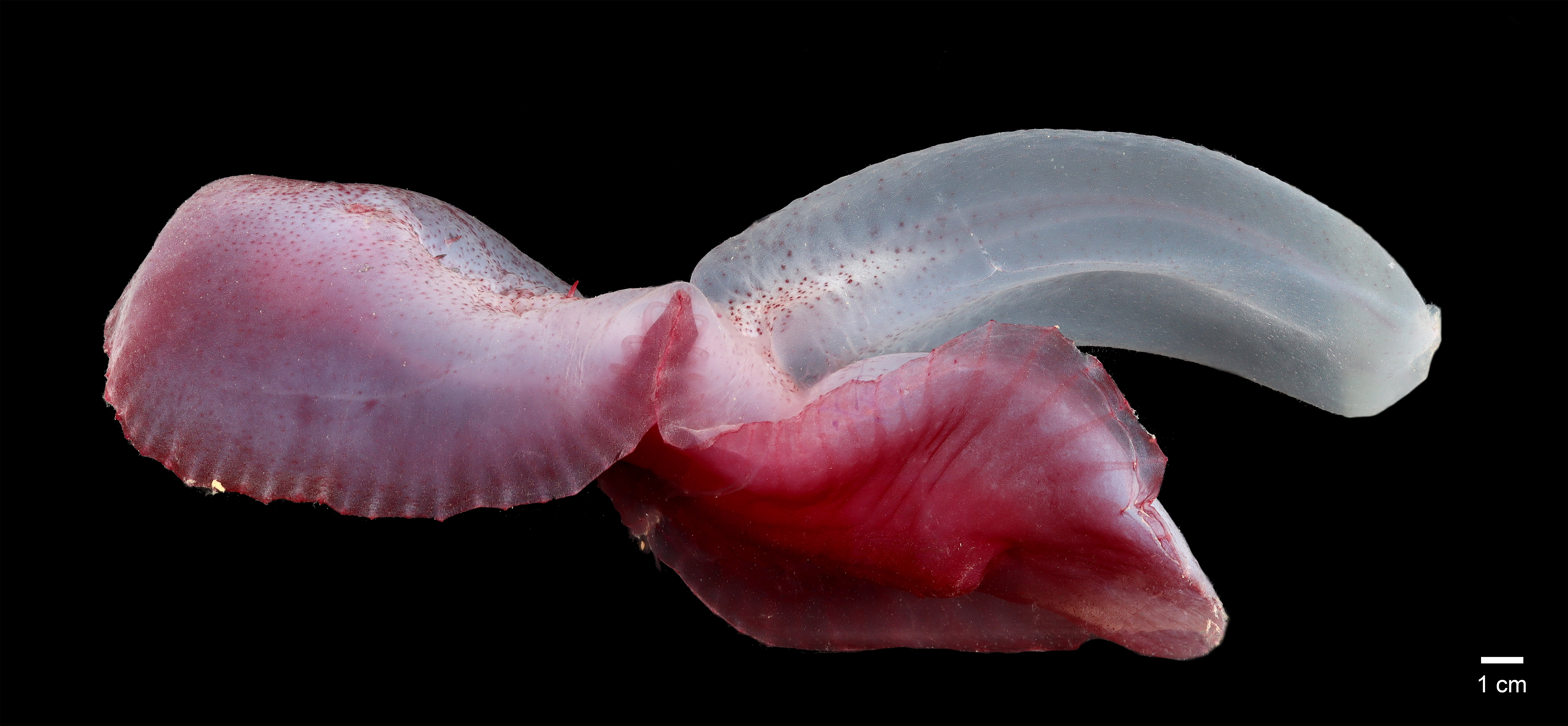 A sea cucumber known as a gummy squirrel (Psychroptes longicauda).   (Photo: SMARTEX Project, Natural Environment Research Council, UK smartexccz.org)