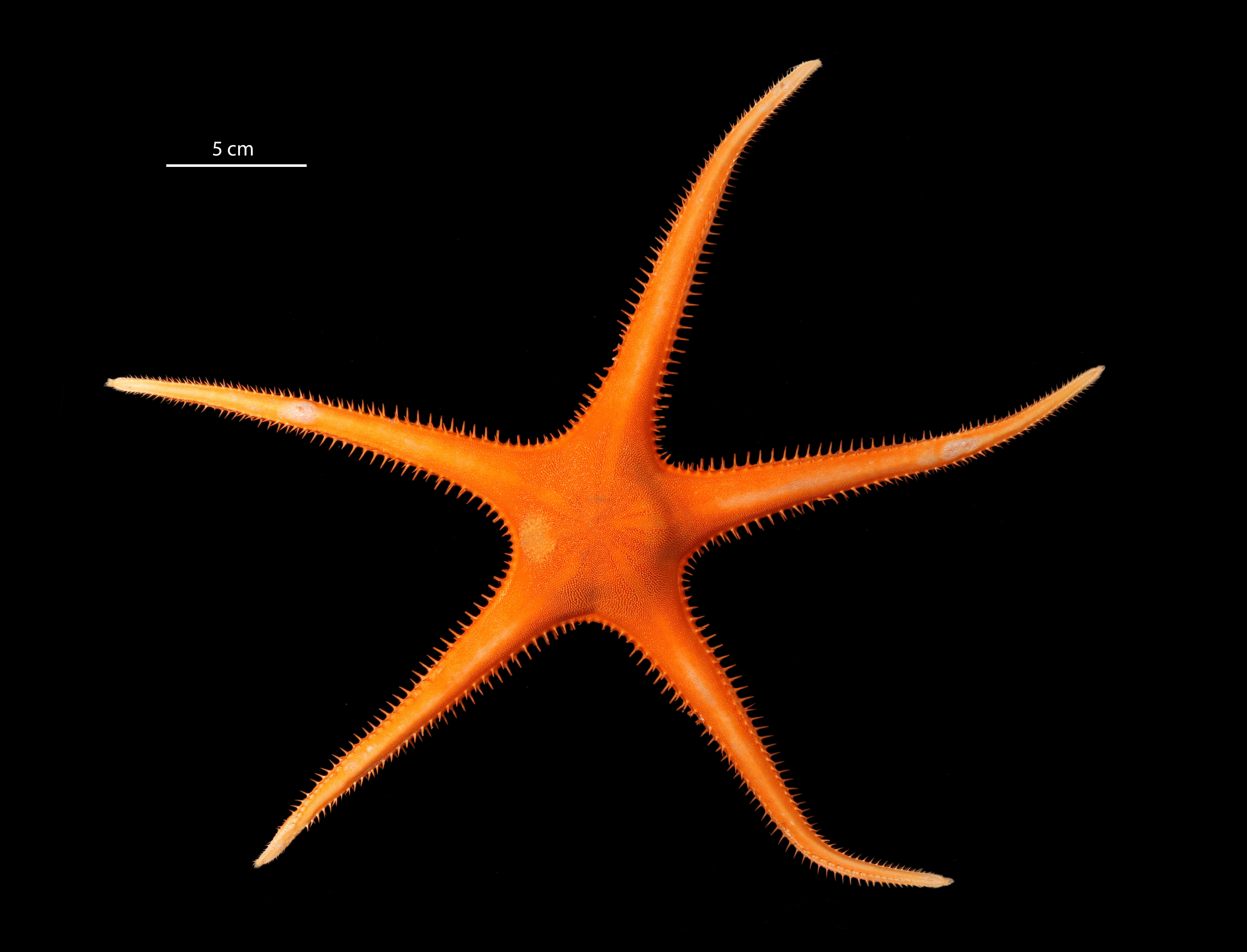 An unknown species of sea star in the genus Dytaster (Photo: SMARTEX Project, Natural Environment Research Council, UK smartexccz.org)
