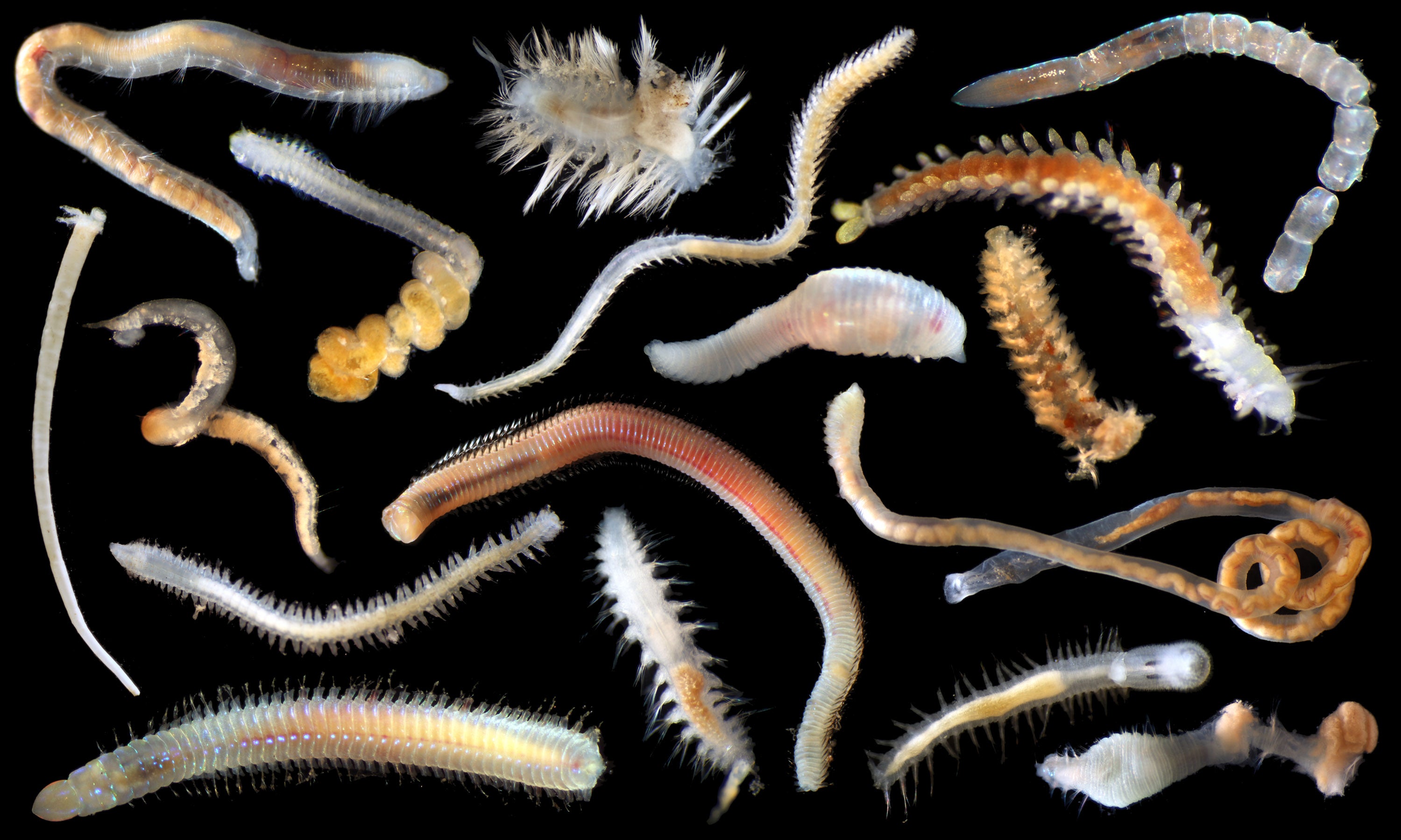 An array of unidentified annelids.  (Photo: SMARTEX Project, Natural Environment Research Council, UK smartexccz.org)