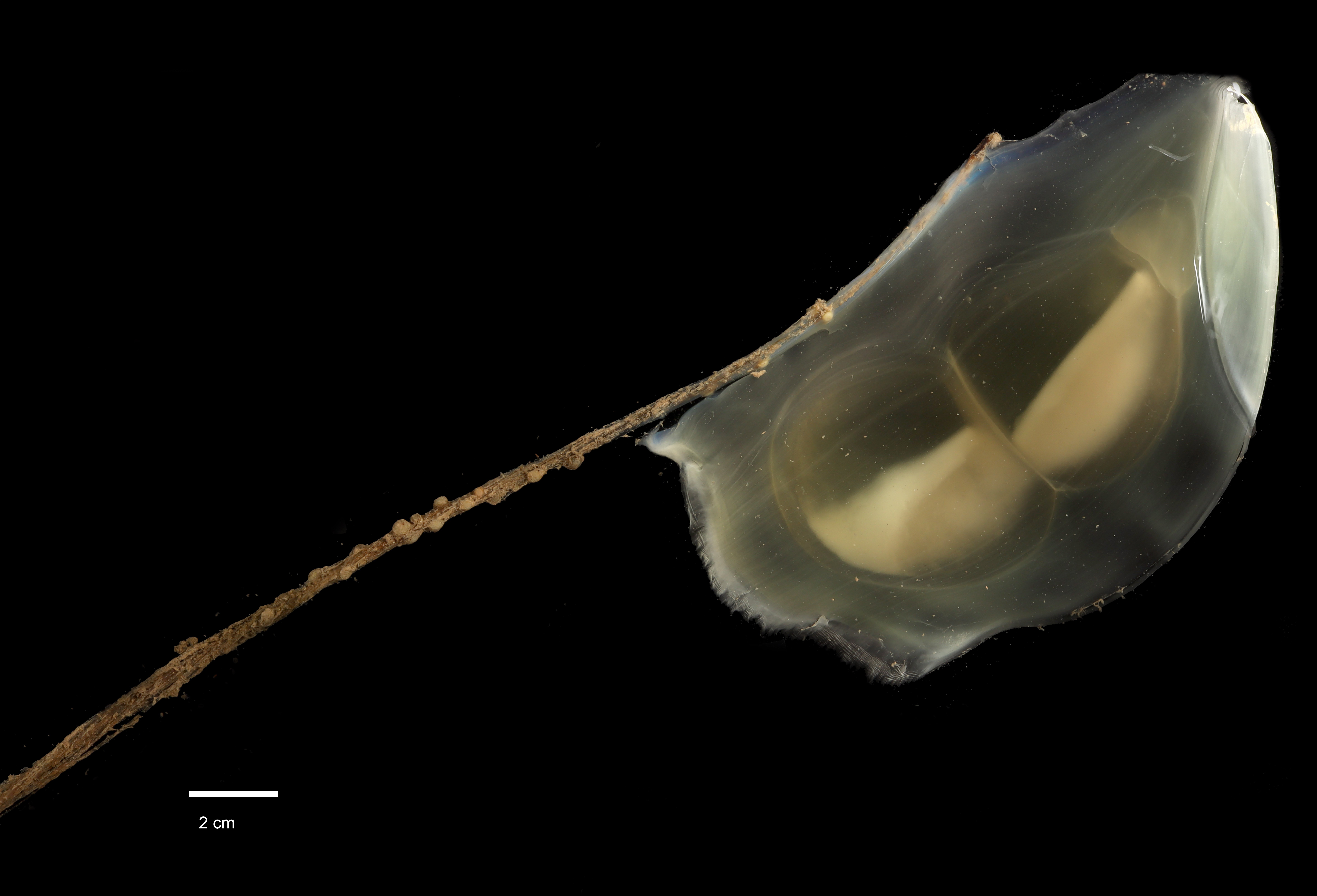 An unknown species of tunicate (Photo: SMARTEX Project, Natural Environment Research Council, UK smartexccz.org)