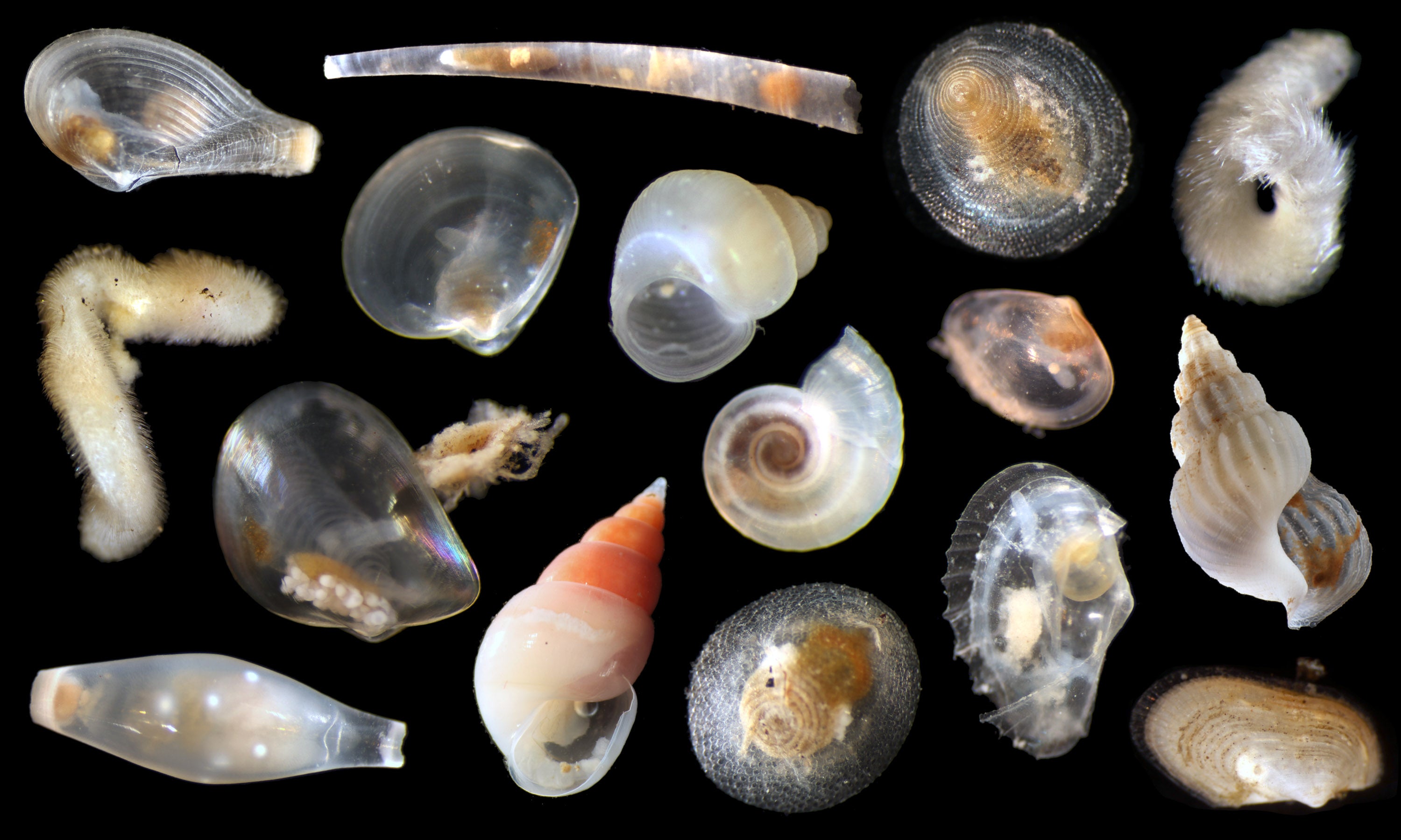 An array of unidentified mollusks (Photo: SMARTEX Project, Natural Environment Research Council, UK smartexccz.org)