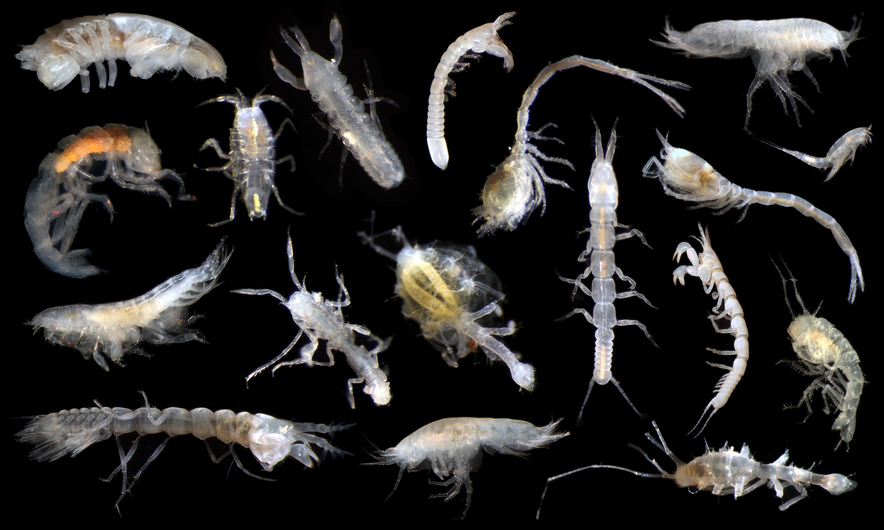 Multiple unidentified marine arthropods (Photo: SMARTEX Project, Natural Environment Research Council, UK smartexccz.org)
